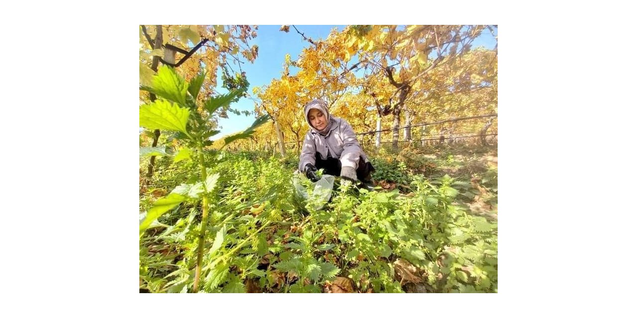 Sonbaharda sararan üzüm bağlarında ısırgan otu bereketi