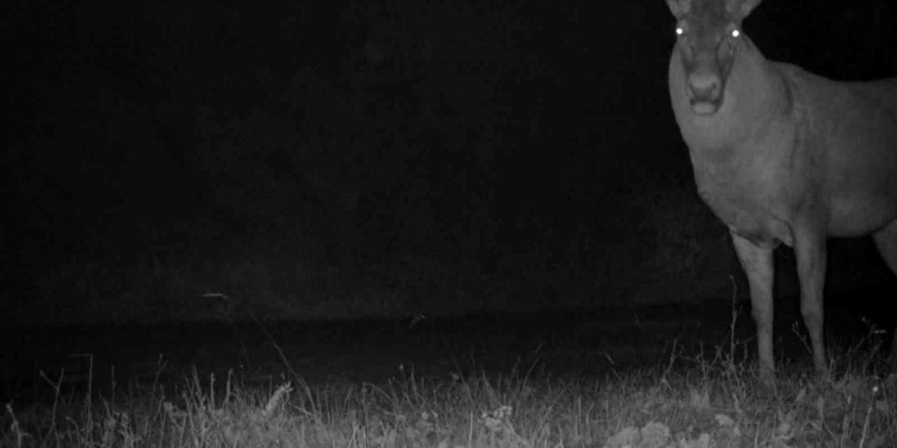 Bursa’da kızıl geyiklerin yaban hayatı fotokapana yansıdı