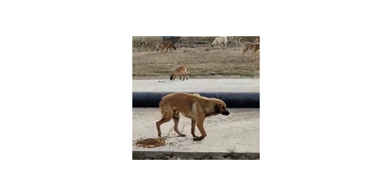 Bacağı kırılan köpeğin yardımına hayvan severler koştu