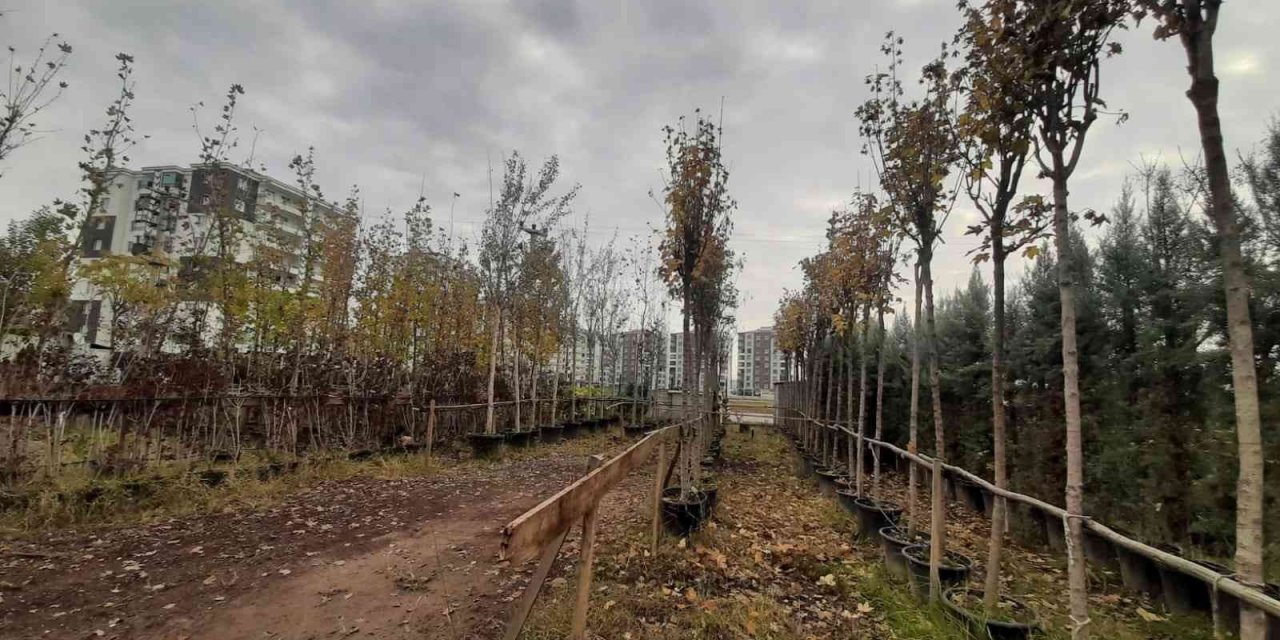 Bağlar Belediyesinden ağaçlandırma ve bakım çalışmaları