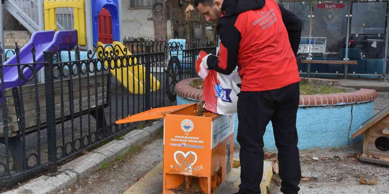 Sokaktaki canlar mamaya kolayca ulaşıyor