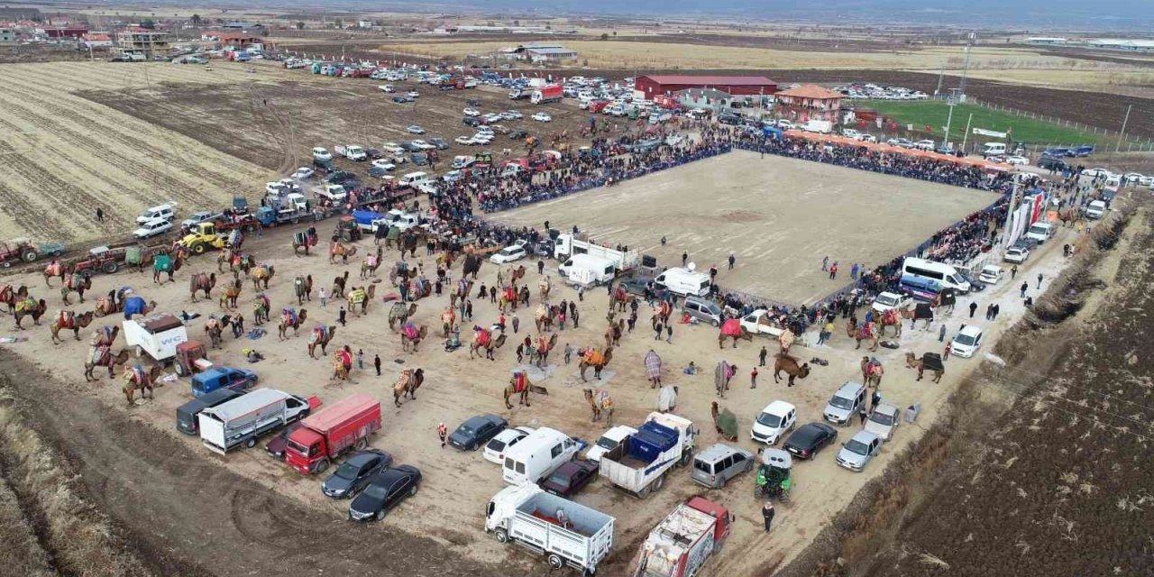 Pehlivan develer, 50 yıl sonra Tavas arenasında boy gösterdi