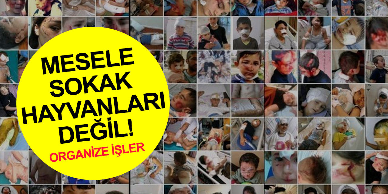 Mesele sokak hayvanları değil anlamadın mı? Konya'da katliam var provokasyonunun arkasından yine onlar çıktı