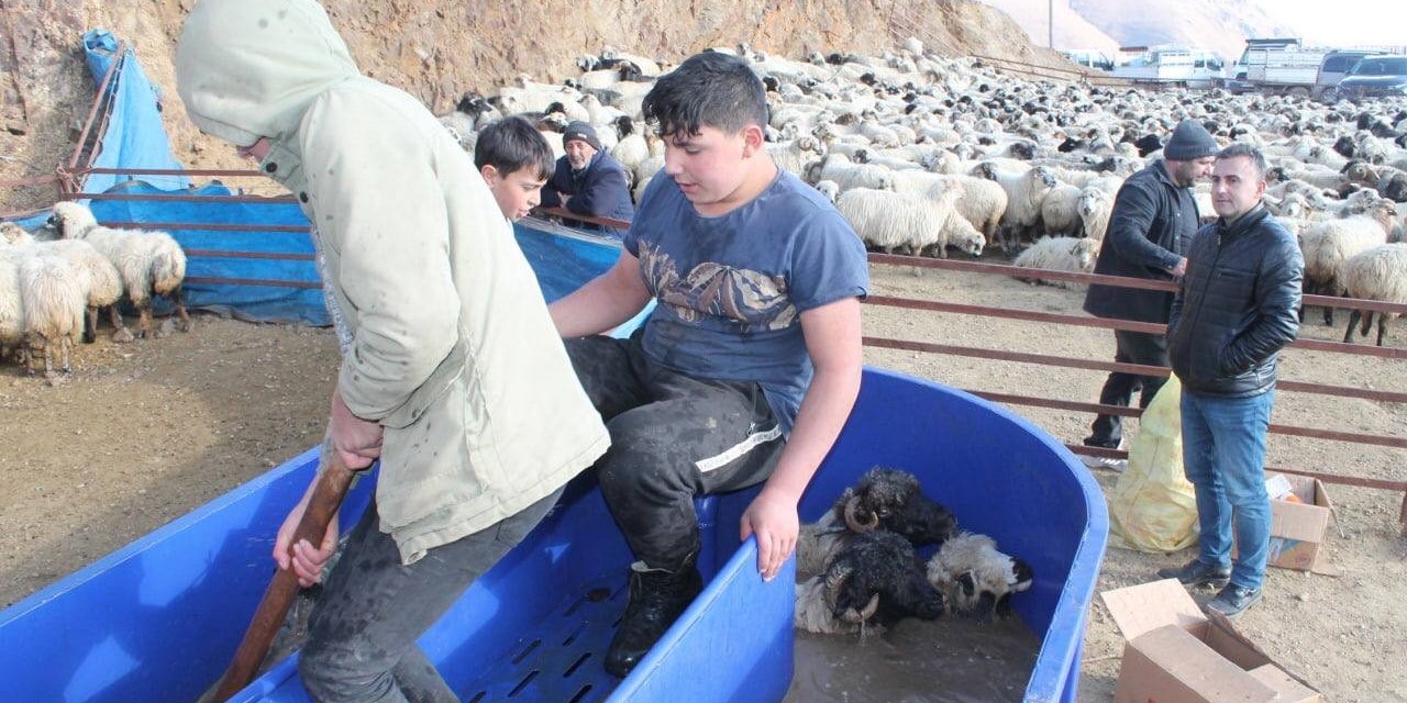 Bayburt’ta kış öncesi küçükbaş hayvanlar mobil koyun yıkama makineleriyle yıkanarak ilaçlanıyor