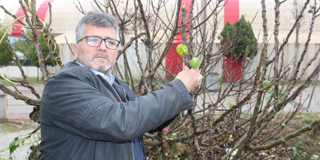 Çanakkale’de incir ağacı kış mevsiminde meyve verdi