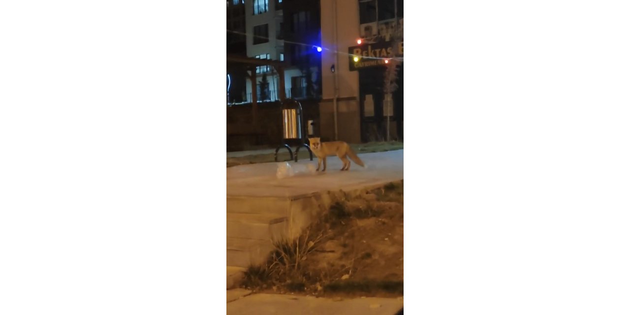 Elazığ’da aç kalan tilki şehir merkezine indi