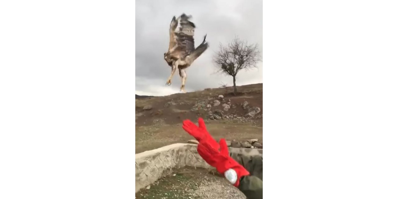Yavru kartal özgürlüğe böyle kanat çırptı