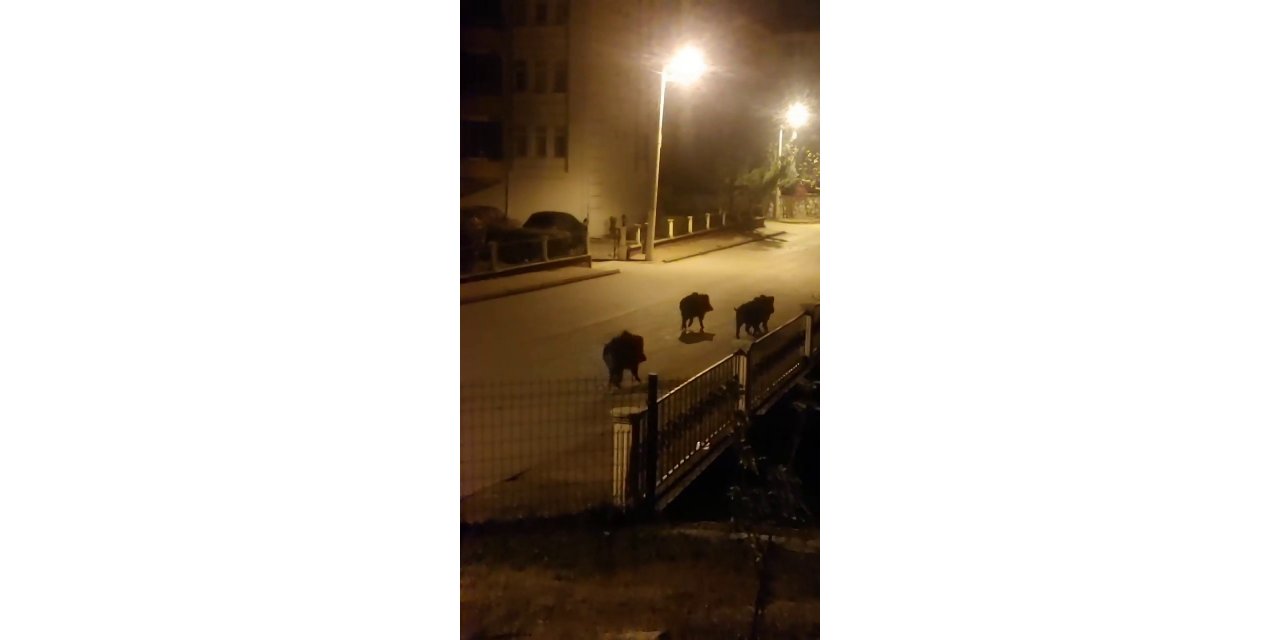 Aç kalan domuzlar mahallede yiyecek aradı