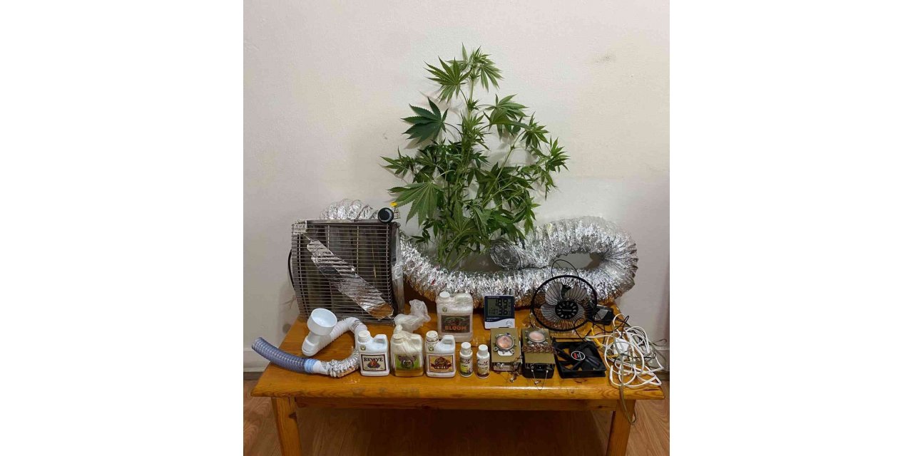 Evin odasında uyuşturucu yetiştiren şahıs gözaltına alındı