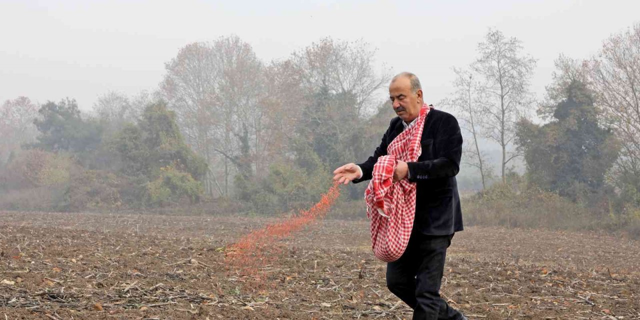 Mudanya Belediyesi buğday tohumlarını toprakla buluşturdu