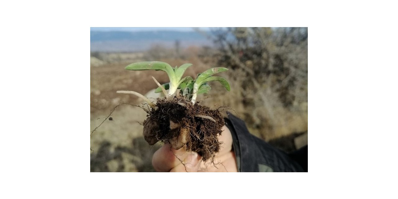 Tozunun kilosu bin 500 liraya alıcı buluyor, Gerede’de ekimine başlandı