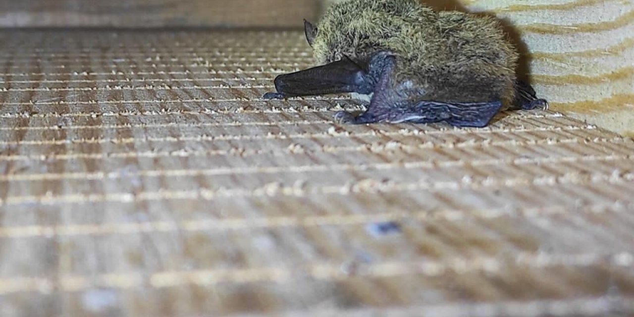 Zararlı böceklere karşı kullanılacak yarasalar ile ilgili çalışmalar sürüyor