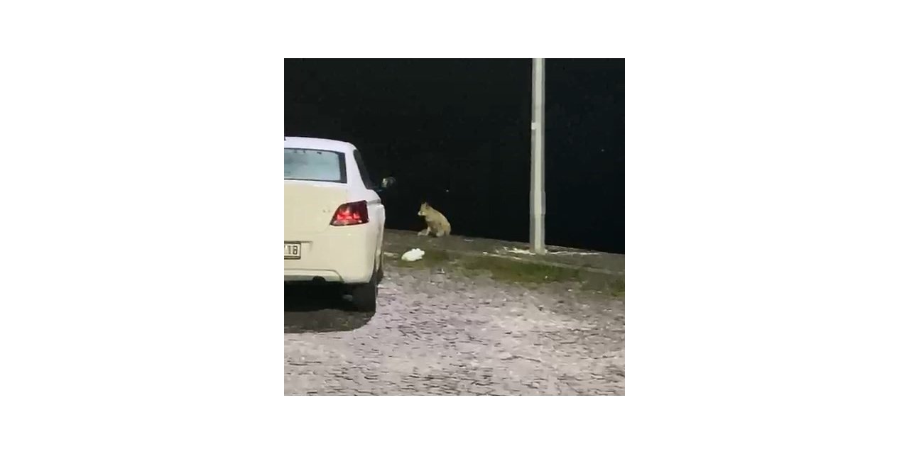Elazığ’da aç kalan tilki mahallede yiyecek aradı