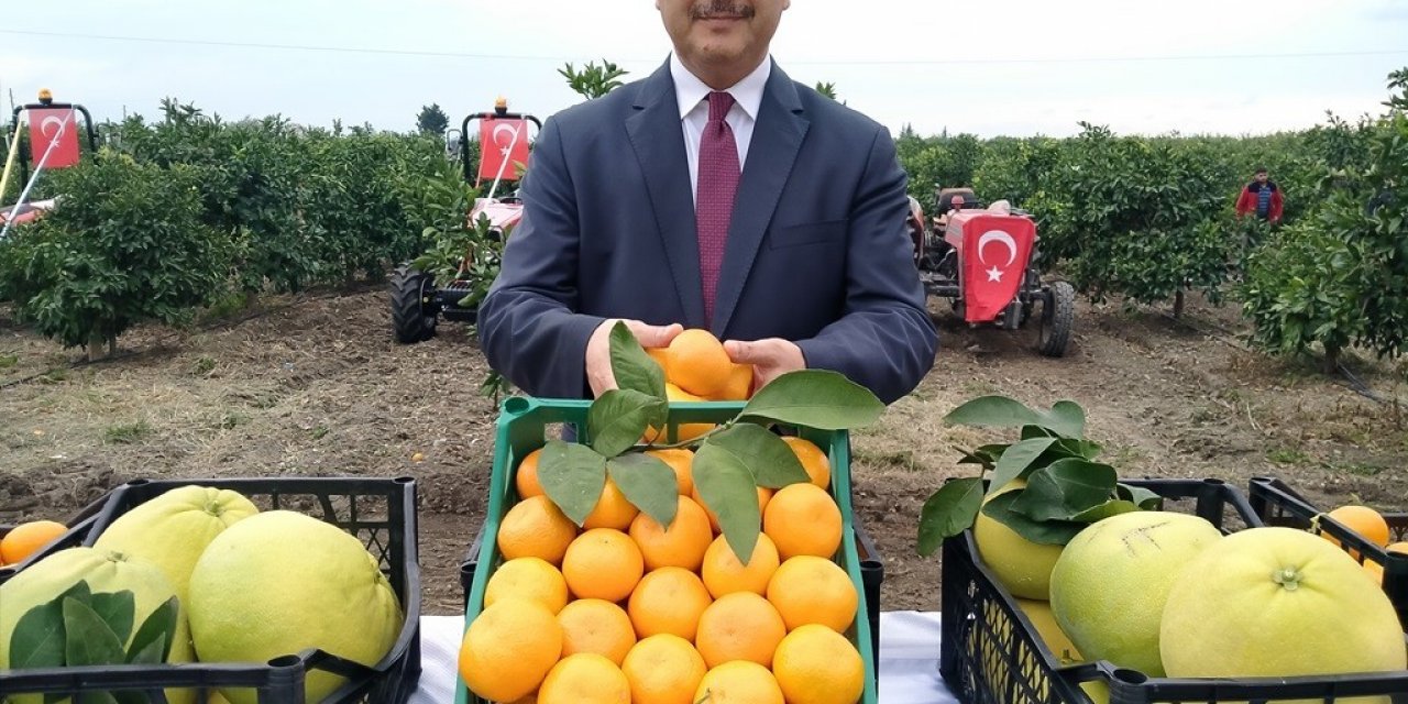 Hatay’da 905 ton ürün bekleniyor: Narenciye hasadına başlandı
