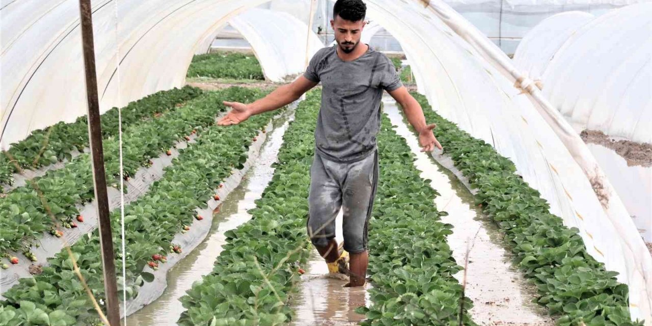 Antalya’da 1 saat etkili olan sağanak yağışta çilek seraları sular içinde kaldı