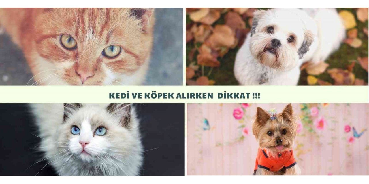Sosyal medyadan kedi köpek sahibi olmak isteyenlerin mağduriyeti artıyor