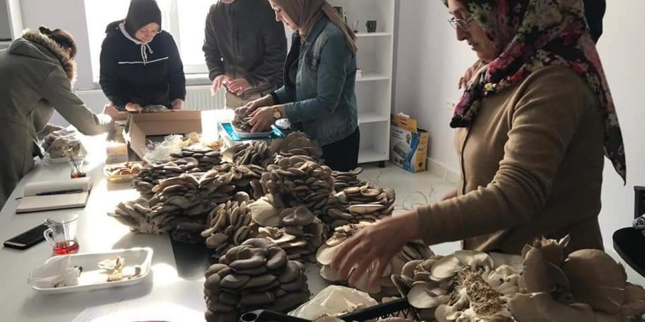 Kadınlar Tarafından Üretilen İstiridye Mantarının İlk Hasadı Yapıldı