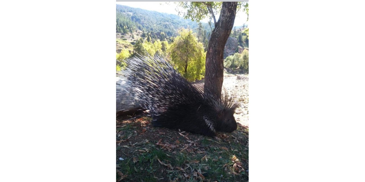 Aladağlar Milli Parkı’nda Oklu Kirpi Görüntülendi