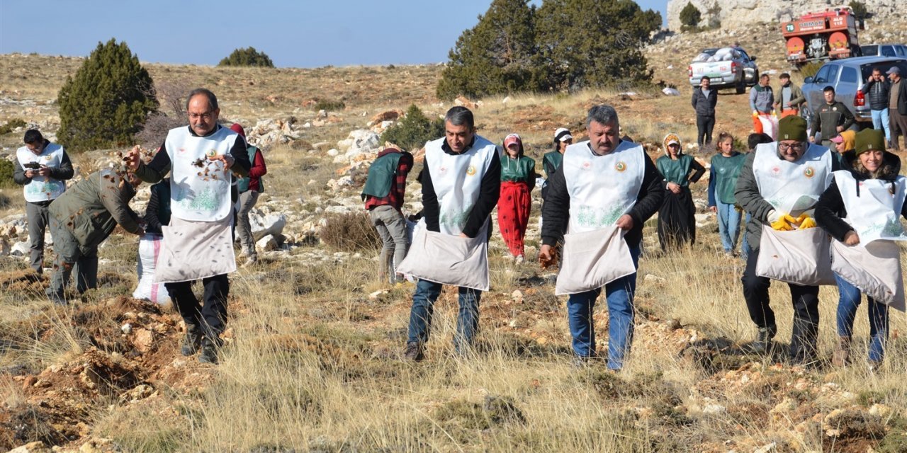 70 bin kilogram sedir tohumu toprakla buluştu