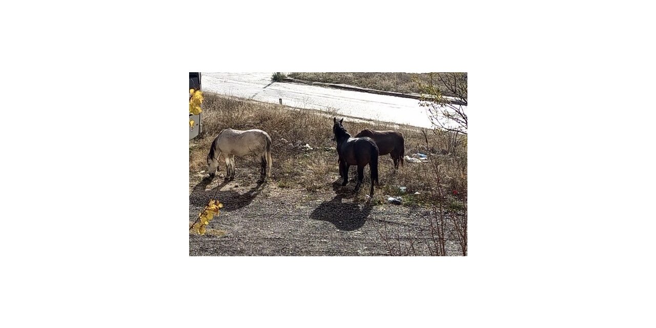 Başıboş dolaşan atların sayıları artmaya başladı