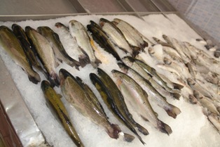 Ereğli'de balıklar tezgahları süslemeye başladı