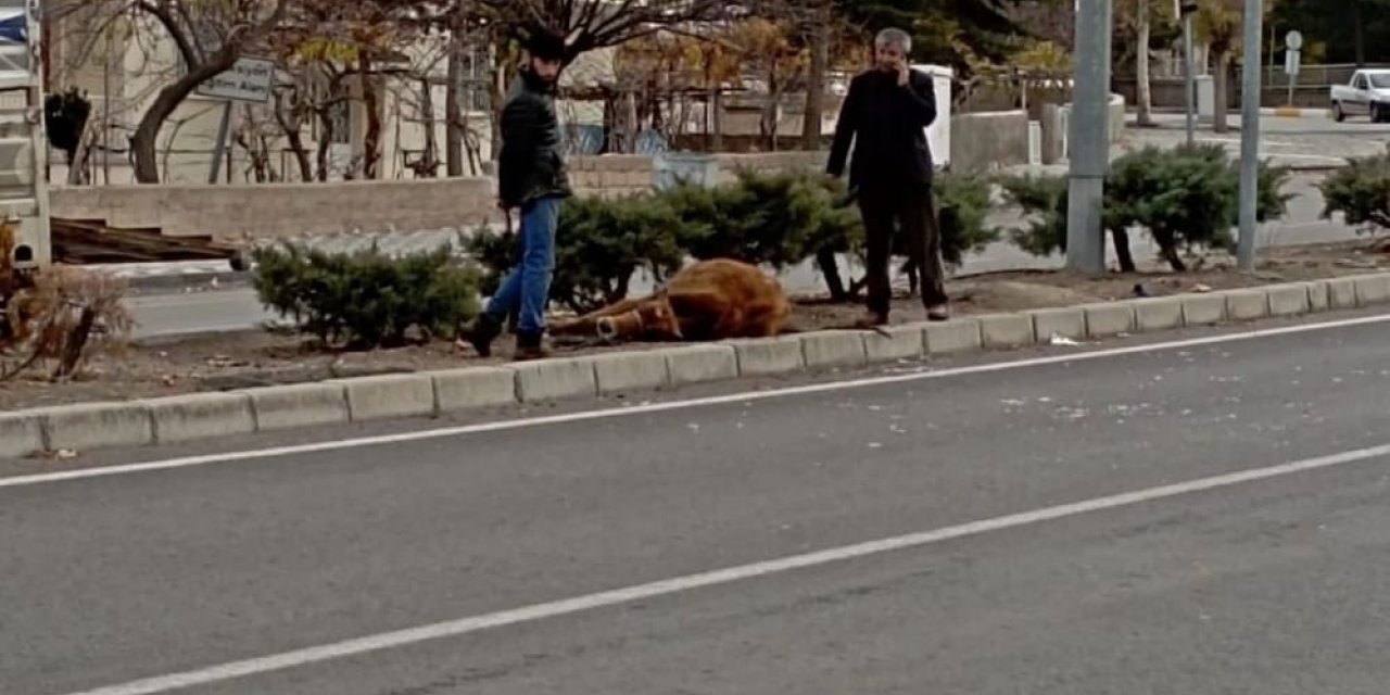 Sahibinin elinden kaçan büyükbaş hayvana otomobil çarptı