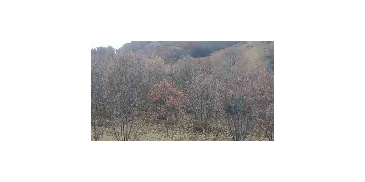 Elazığ’da yaban keçileri görüldü