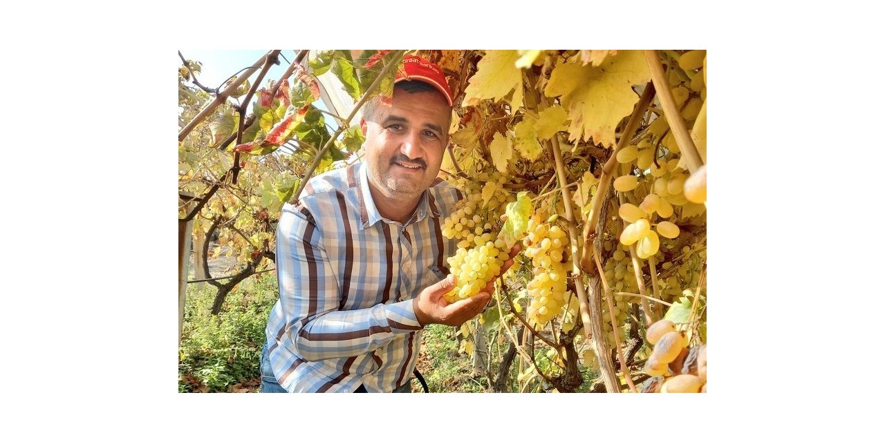 Bir yanda üzüm hasadı devam ediyor diğer yanda bağlar budanıyor