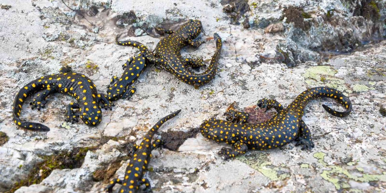 Bitlis’te Anadolu benekli semenderi ailesi görüntülendi