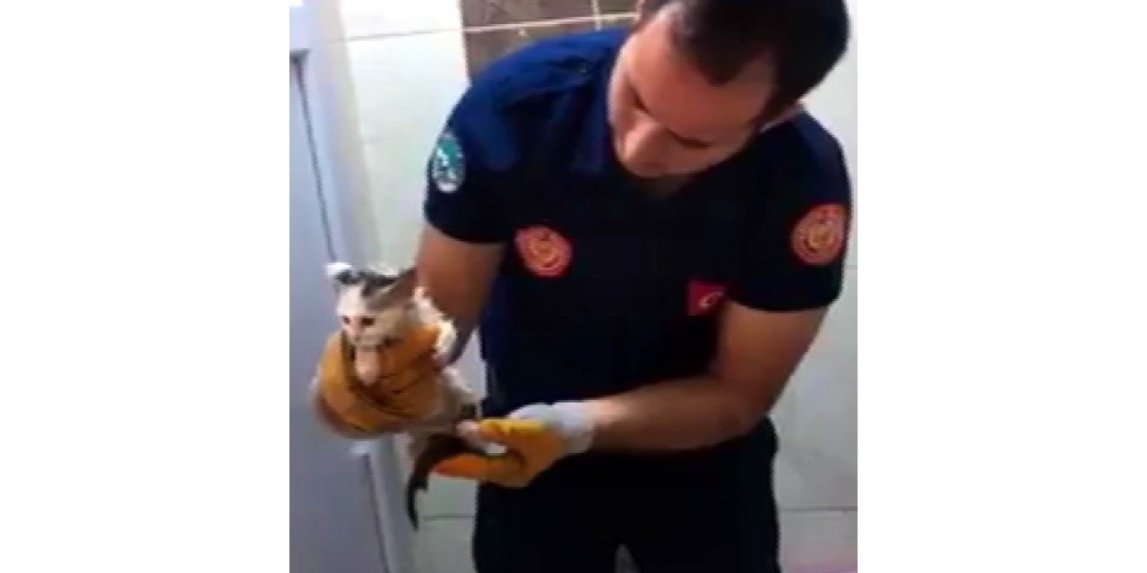 Tuvalete sıkışan kedi kurtarıldı