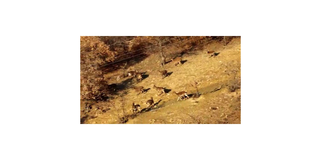 Elazığ’da dağ keçileri sürü halinde görüntülendi