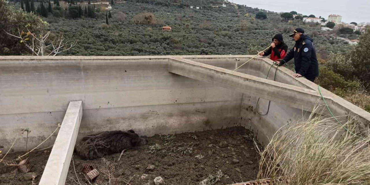 Sulama havuzuna düşen hayvan kurtarıldı