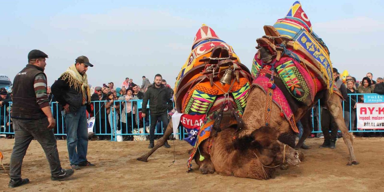 Alaşehir’de deve güreşlerine büyük ilgi