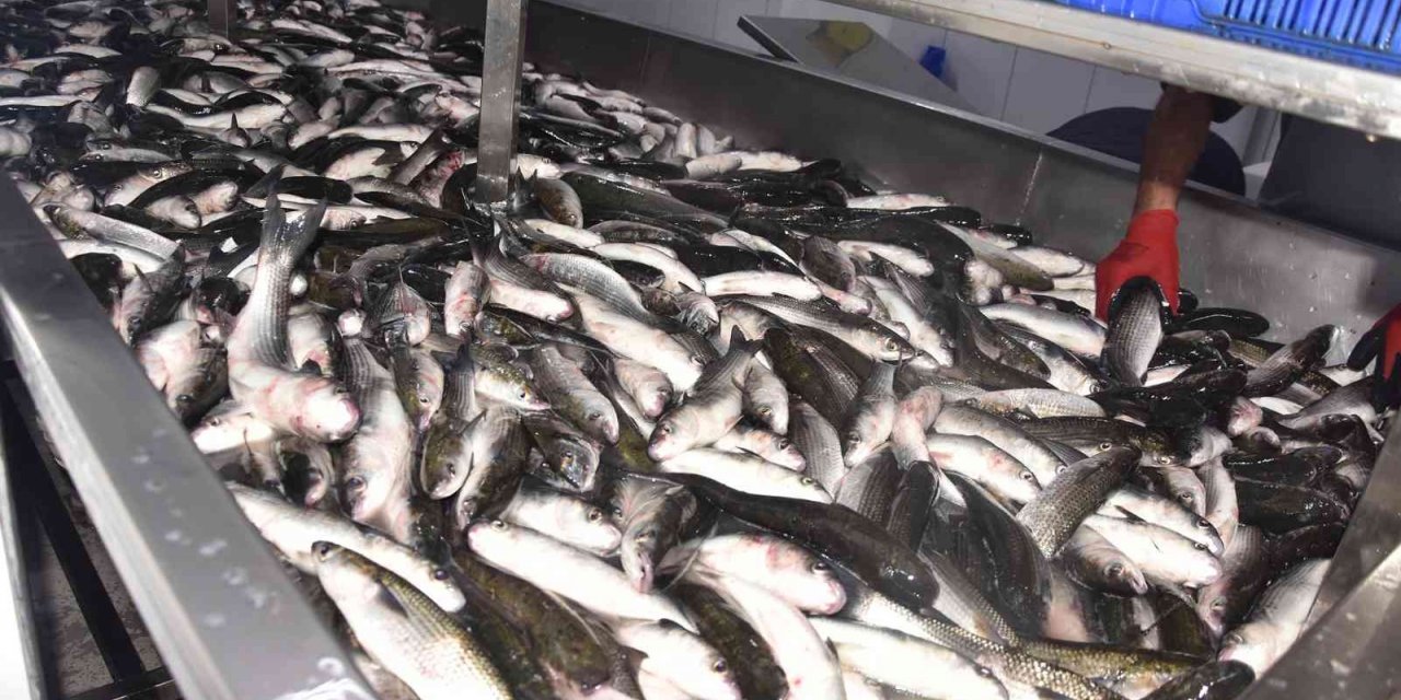 Dalyan kefali kilosu 50 liradan satılıyor