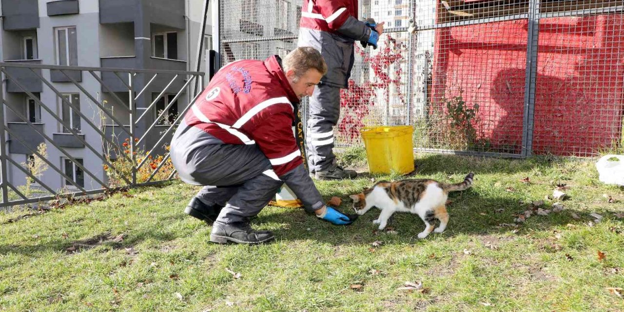 Talas’ta Can Dostlara Özel Hizmet
