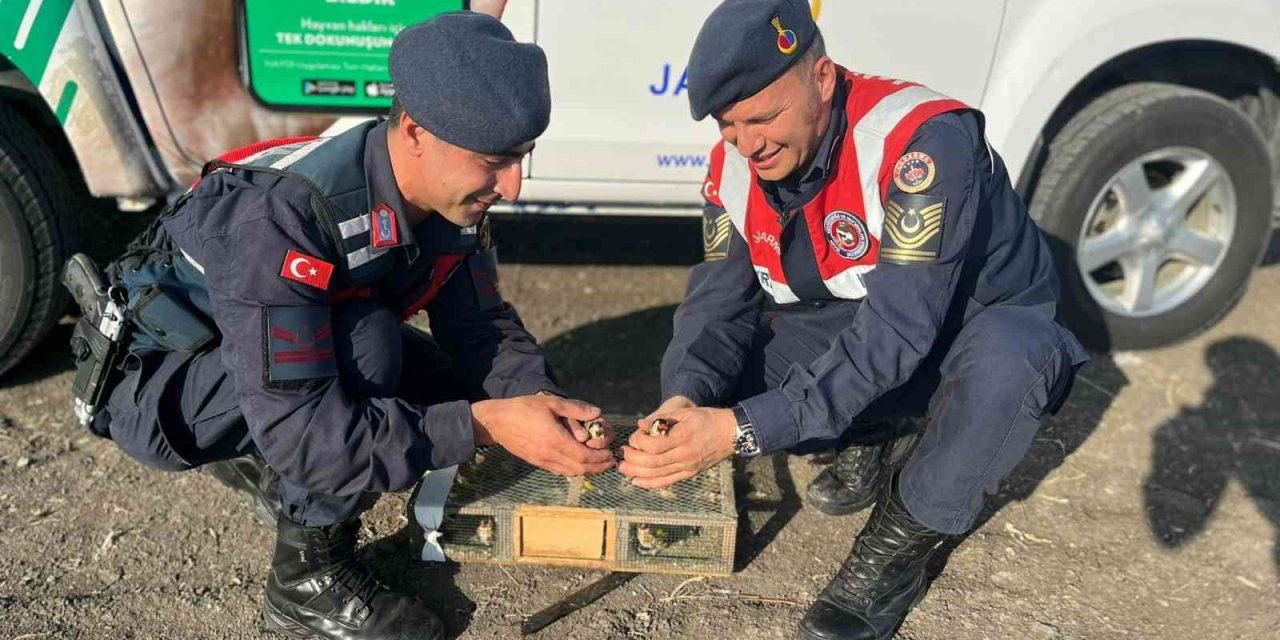Tuzakla yakalanan saka kuşları doğaya salındı