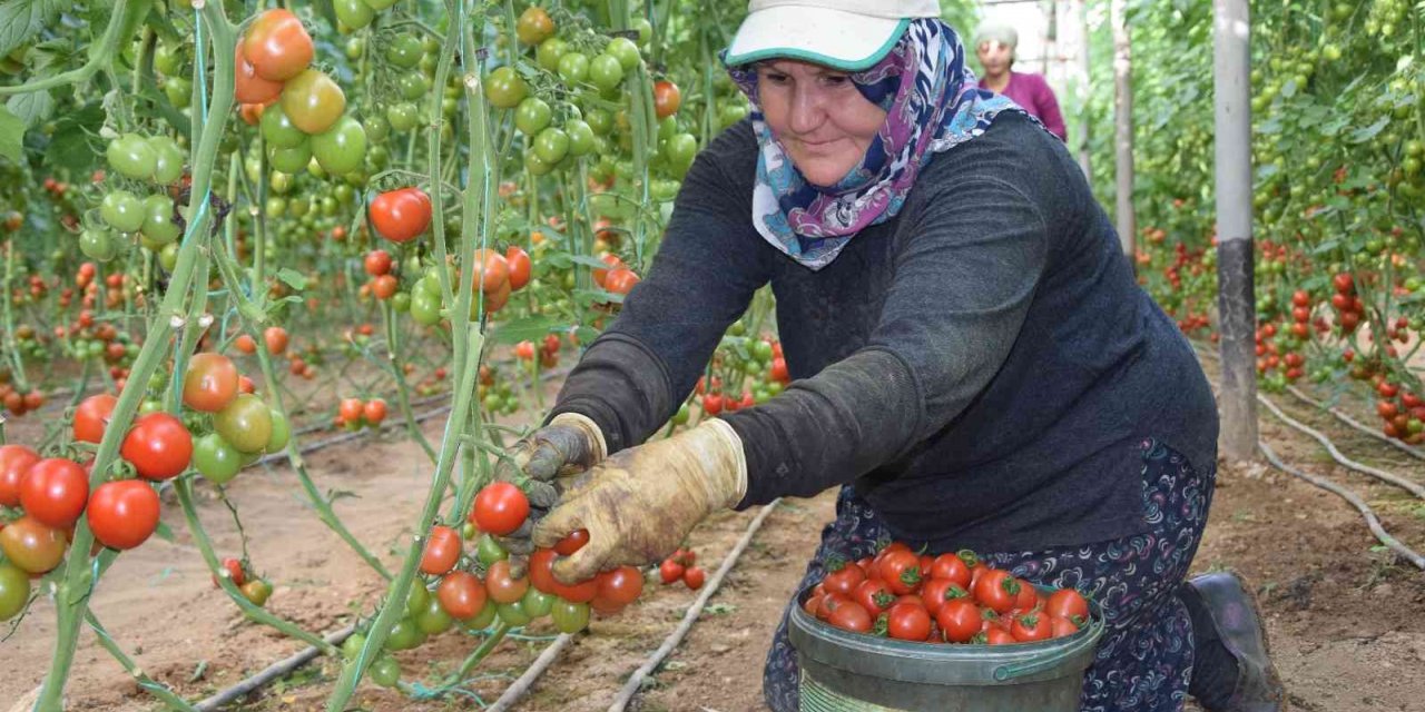 Örtü altı domateste ikinci hasat başladı