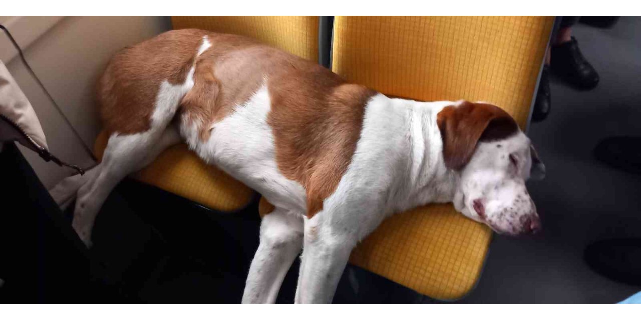 Tramvay koltuğunda uyuyan sevimli köpek
