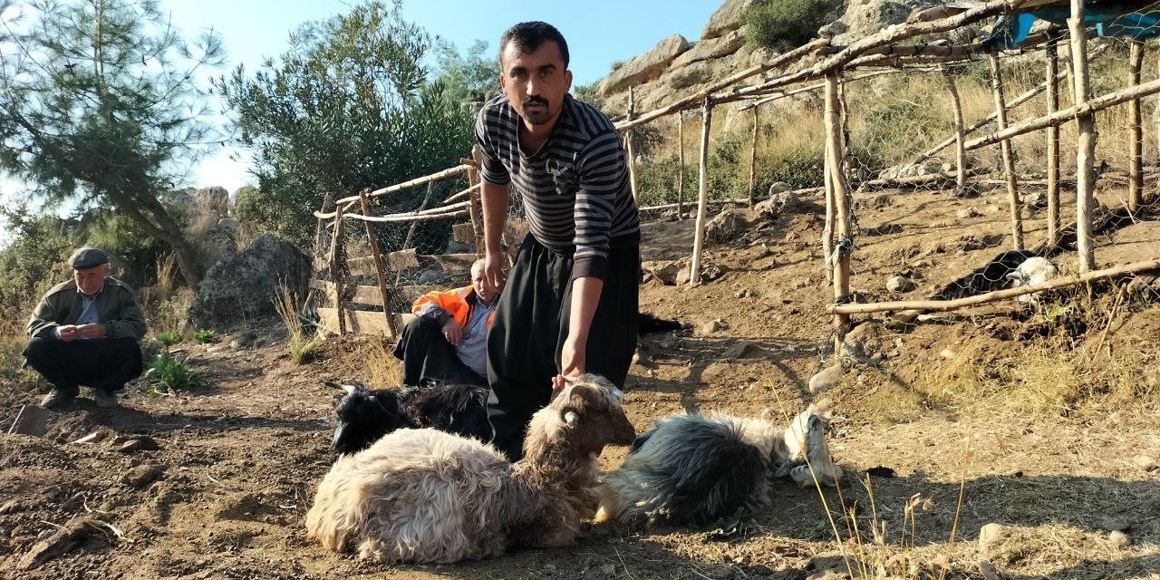 Ağıla giren sokak köpekleri, 9 keçiyi telef etti