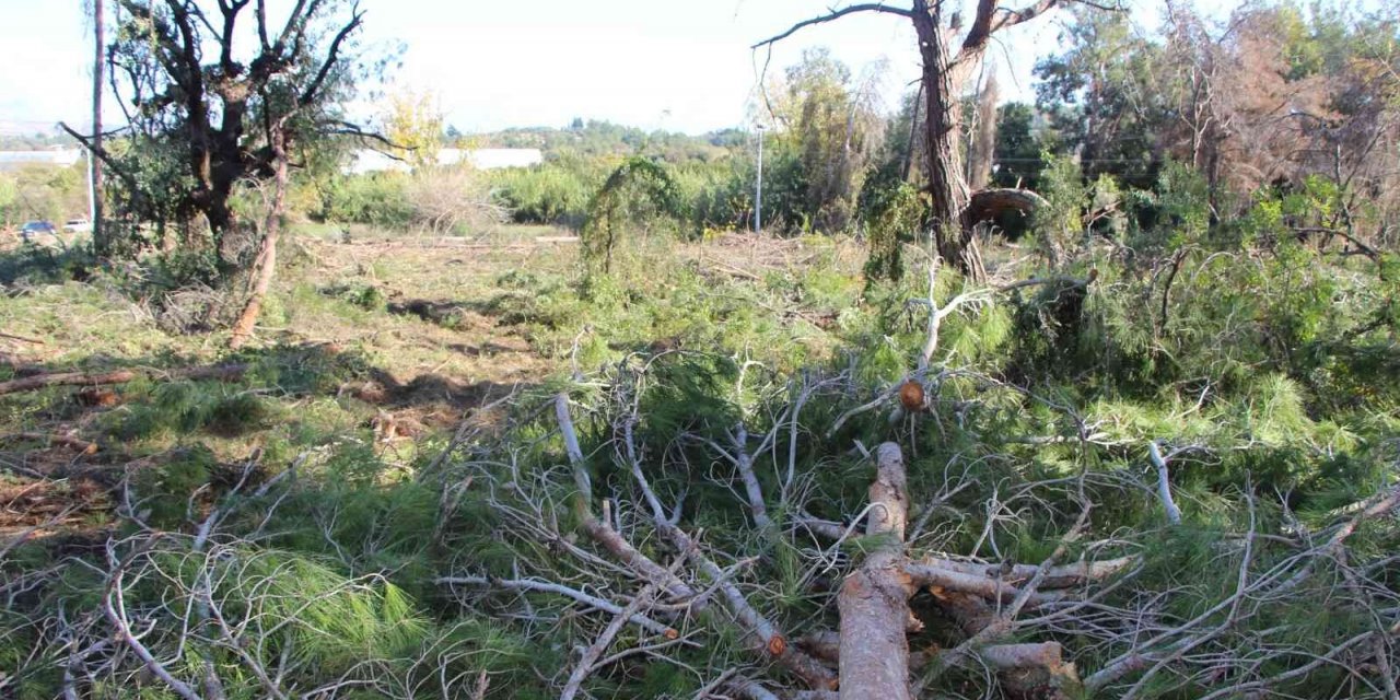 Yeni mezar yeri açmak için ağaçları kesip, eski mezarları tahrip ettiler