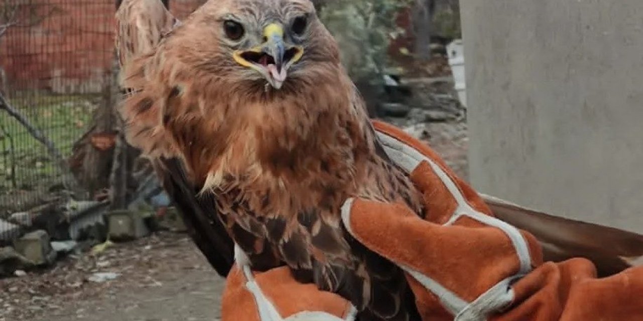 Yaralı halde bulunan şahin tedavi altına alındı