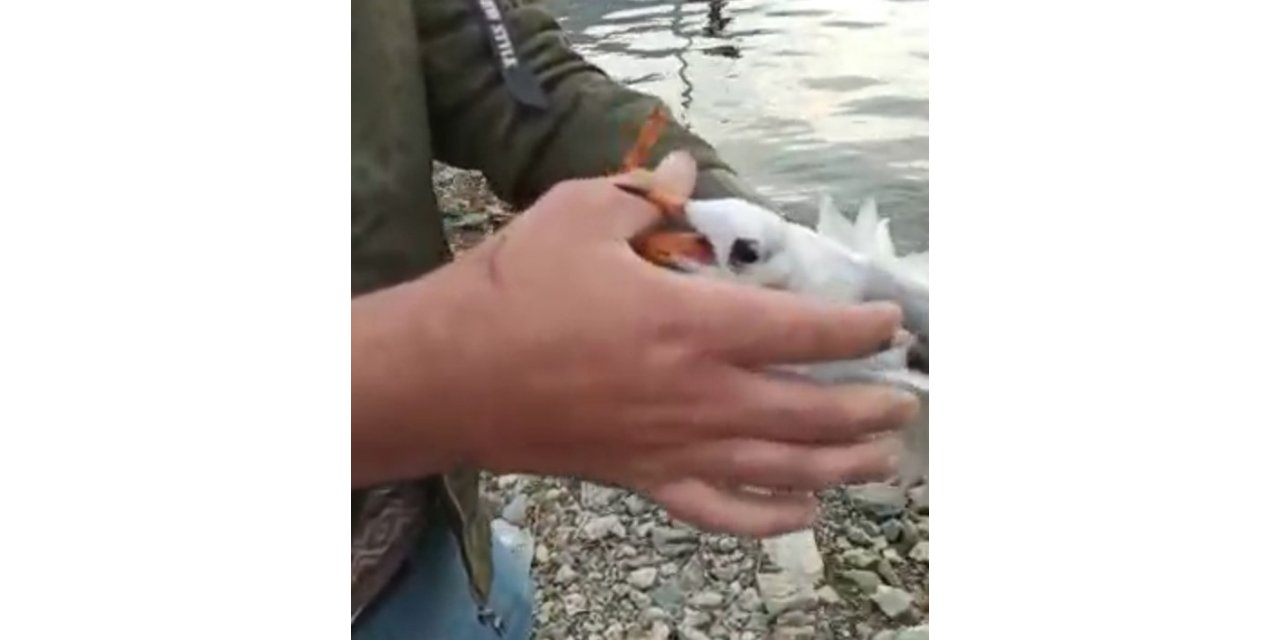 Oltaya martı takıldı