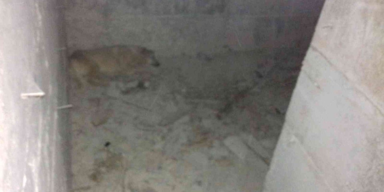 Ankara’da su kuyusuna düşen köpek kurtarıldı