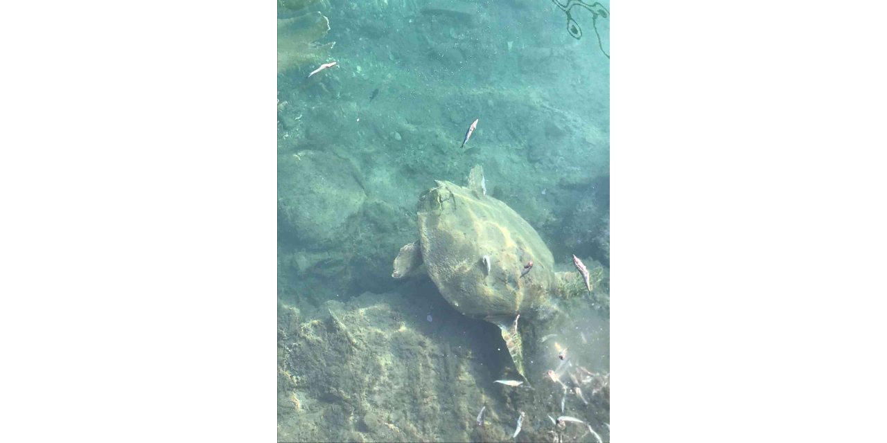 Datça’da deniz kaplumbağasını balıkla beslediler
