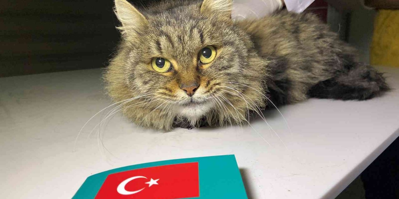 Türkiye’de 629 bin 165 sahipli hayvana çip takıldı! Konya Veteriner Hekimler Odası Başkanı Koçak'tan açıklama