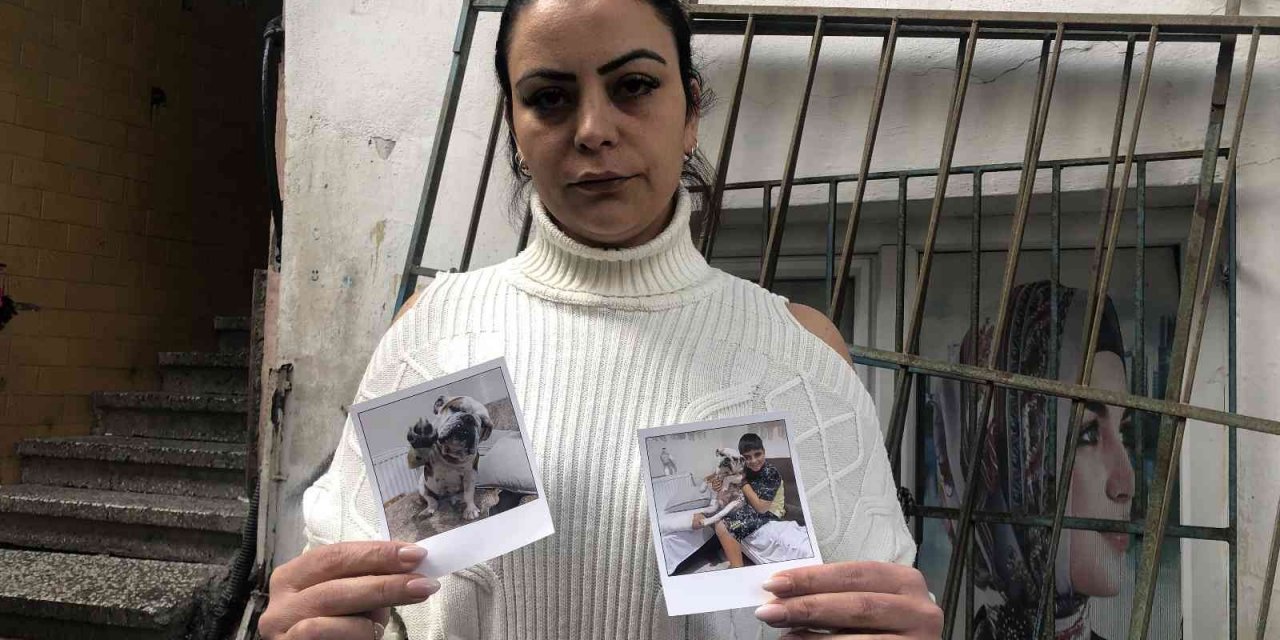 Arnavutköy’de arabayla çarpılarak ölen köpeğin sahibi konuştu