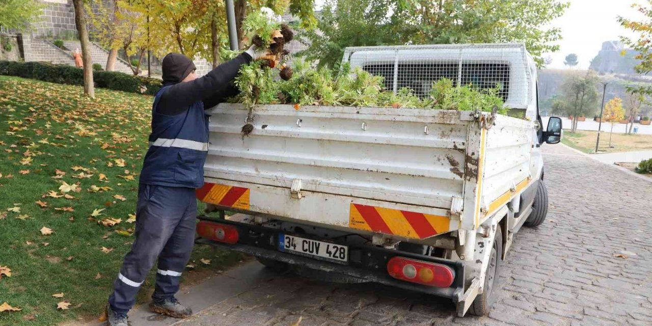 Kavşak ve refüjler 200 bin lale ile süslenecek