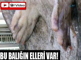 Balıkçılar elleri olan balık yakaladı VİDEO
