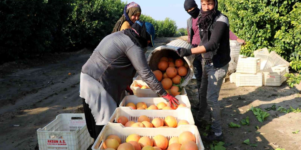 Hasadı başladı, sadece yüzde 10’u Türkiye’de tüketiliyor, yüzde 90’ı ihraç ediliyor