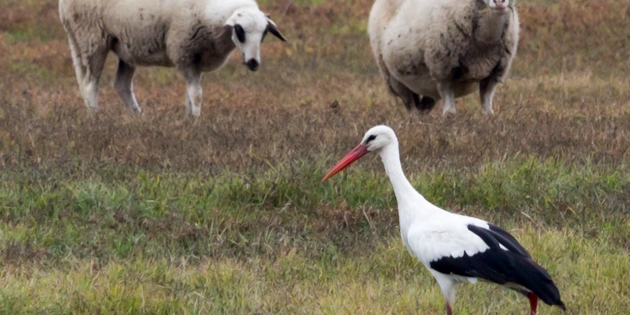 Yalancı bahara aldanan leylek göçmeyi unuttu